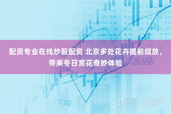 配资专业在线炒股配资 北京多处花卉提前绽放,带来冬日赏花奇妙体验