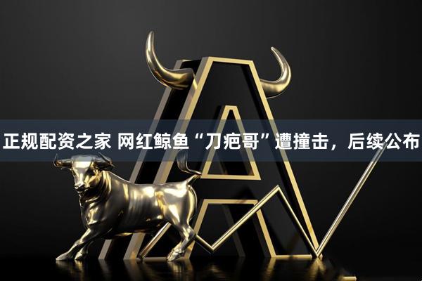 正规配资之家 网红鲸鱼“刀疤哥”遭撞击，后续公布
